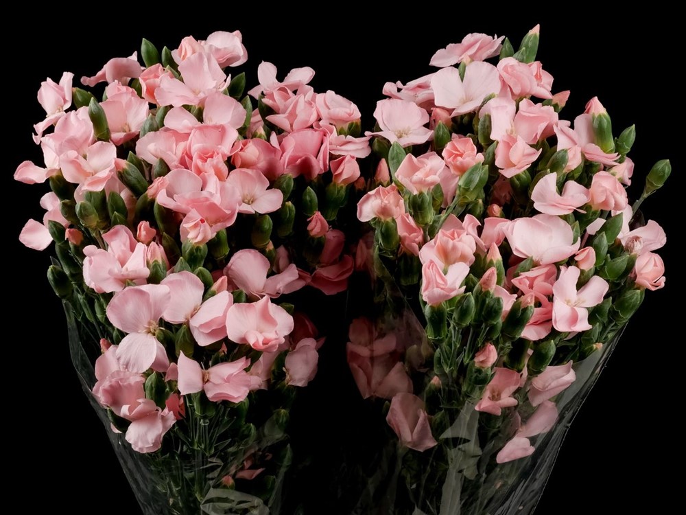 SOLOMIO GIL a Salmon Dianthus from Ecuador