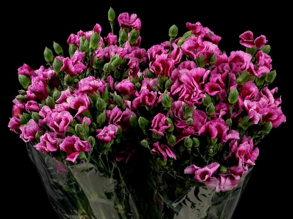 SOLOMIO GIO a Purple Dianthus from Ecuador