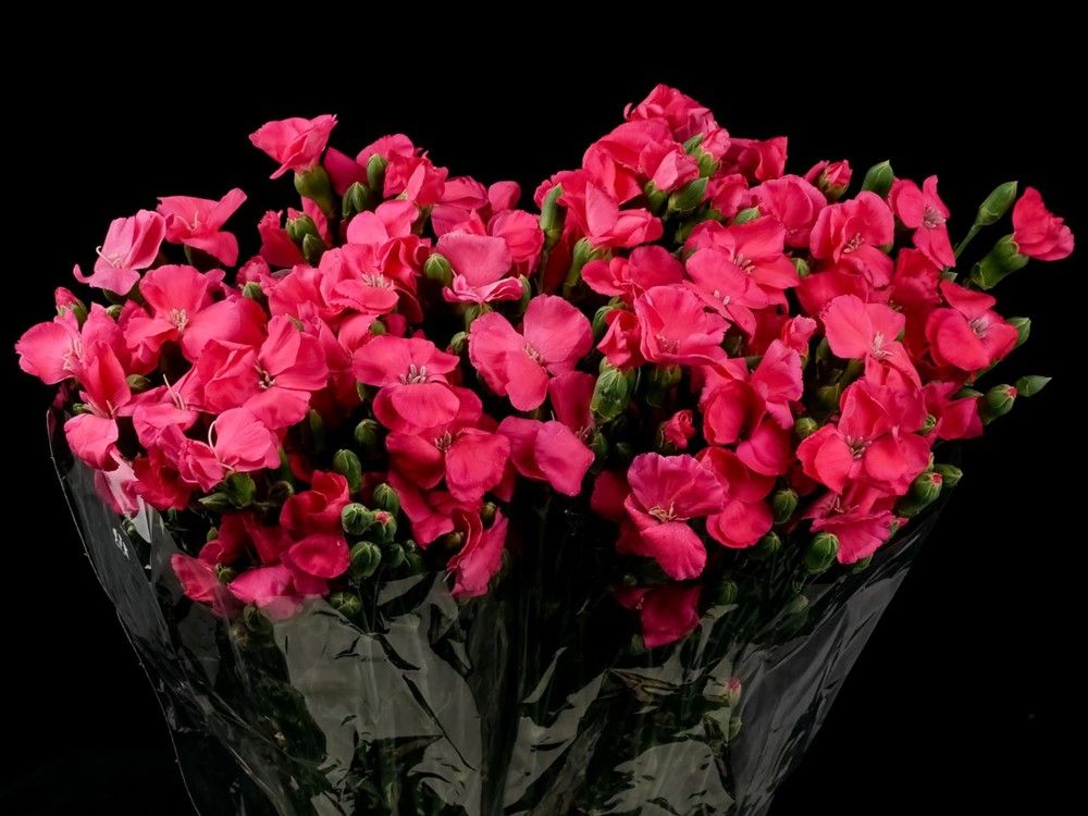 SOLOMIO IMRE a Pink Dianthus from Ecuador
