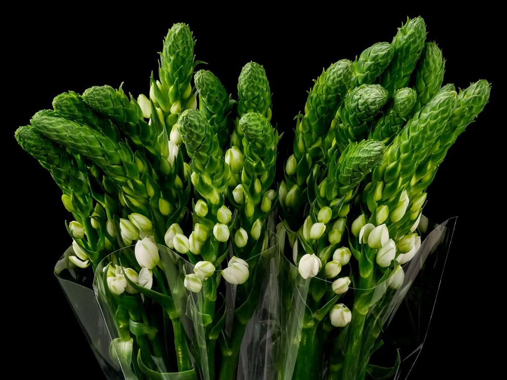 ORNITHOGALUM WHITE a White Ornitogalum from Ecuador