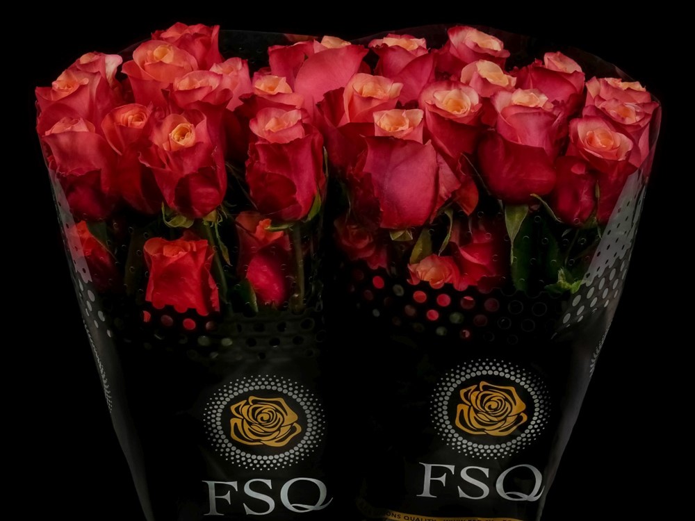 BOGART XL a Orange/Red rose from Ecuador