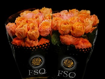 CARALUNA a Orange rose from Ecuador