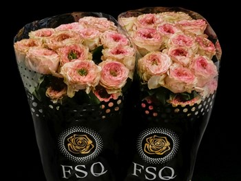 CHARMING CORNEILLE a Cream/Pink rose from Ecuador