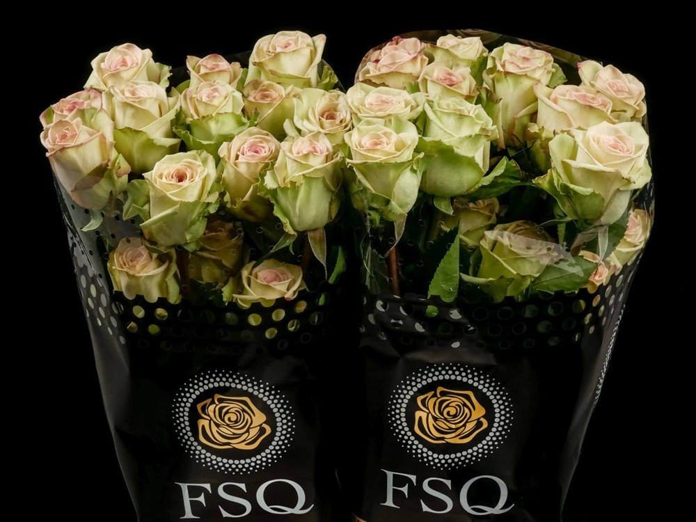 GREEN FASHION a Green rose from Ecuador