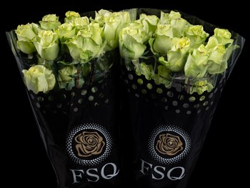 GREEN ROMANCE a Light green rose from Ecuador