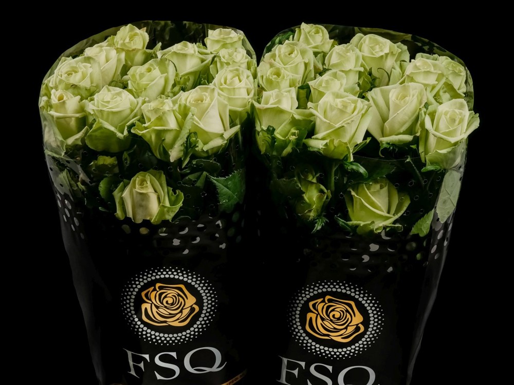 GREEN TEA a Green rose from Ecuador