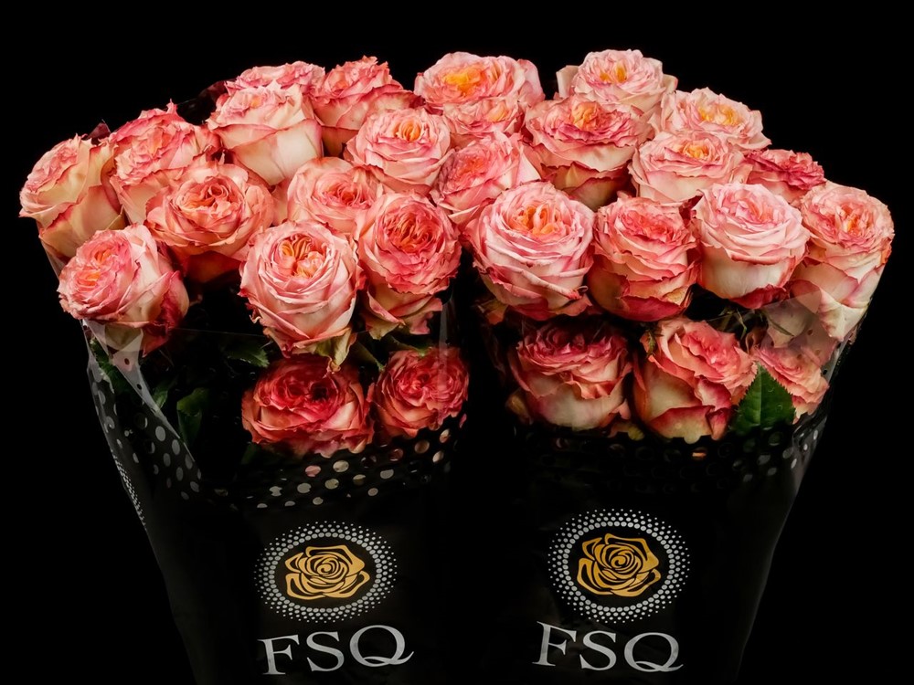 MIRACULOUS a Peach rose from Ecuador