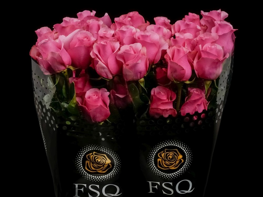 QUEEN MARY a Pink rose from Ecuador
