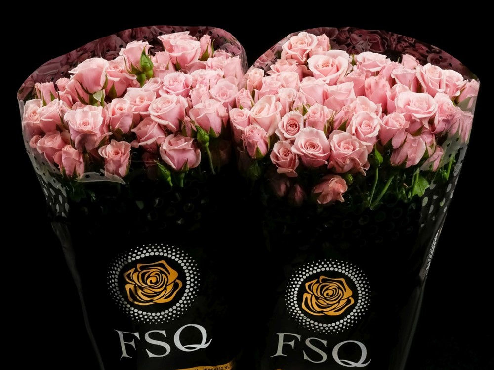 SPRAY PINK MAJOLIKA a Pink rose from Ecuador