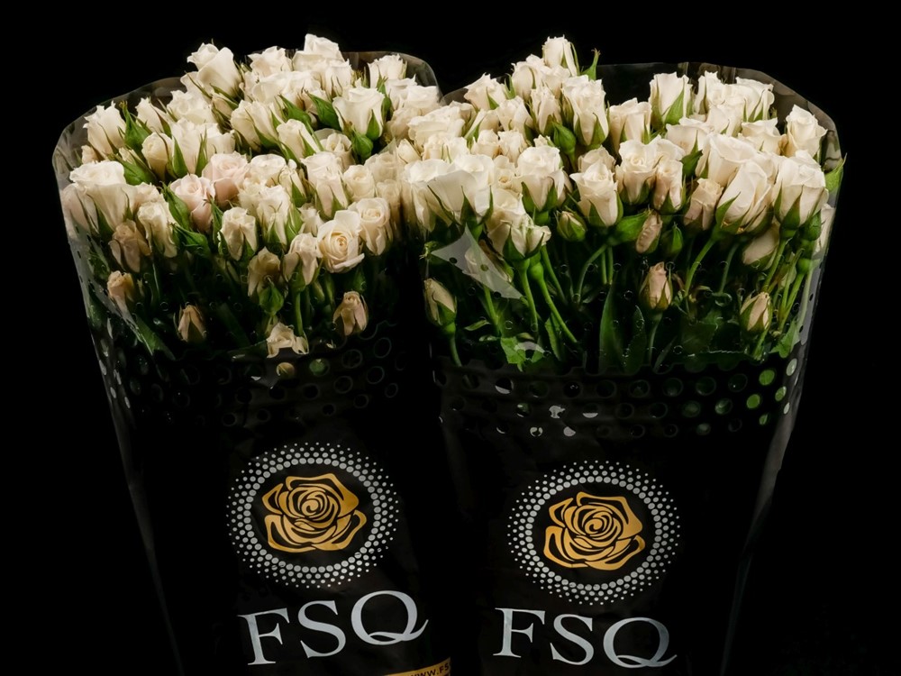 SPRAY WHITE MAJOLIKA a White rose from Ecuador