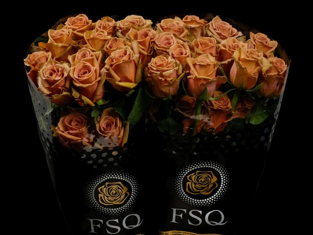 TOFFEE a Brown rose from Ecuador